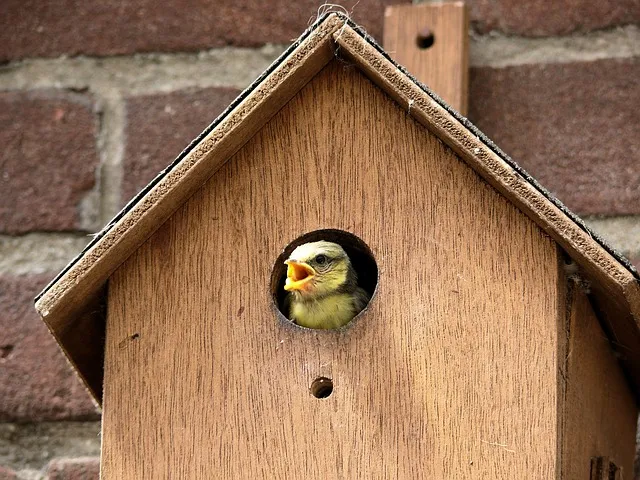 bird g890fe933c 640