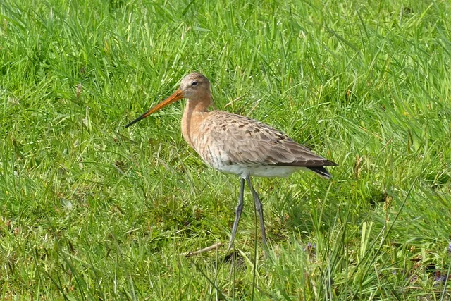 black tailed godwit 4115605 640