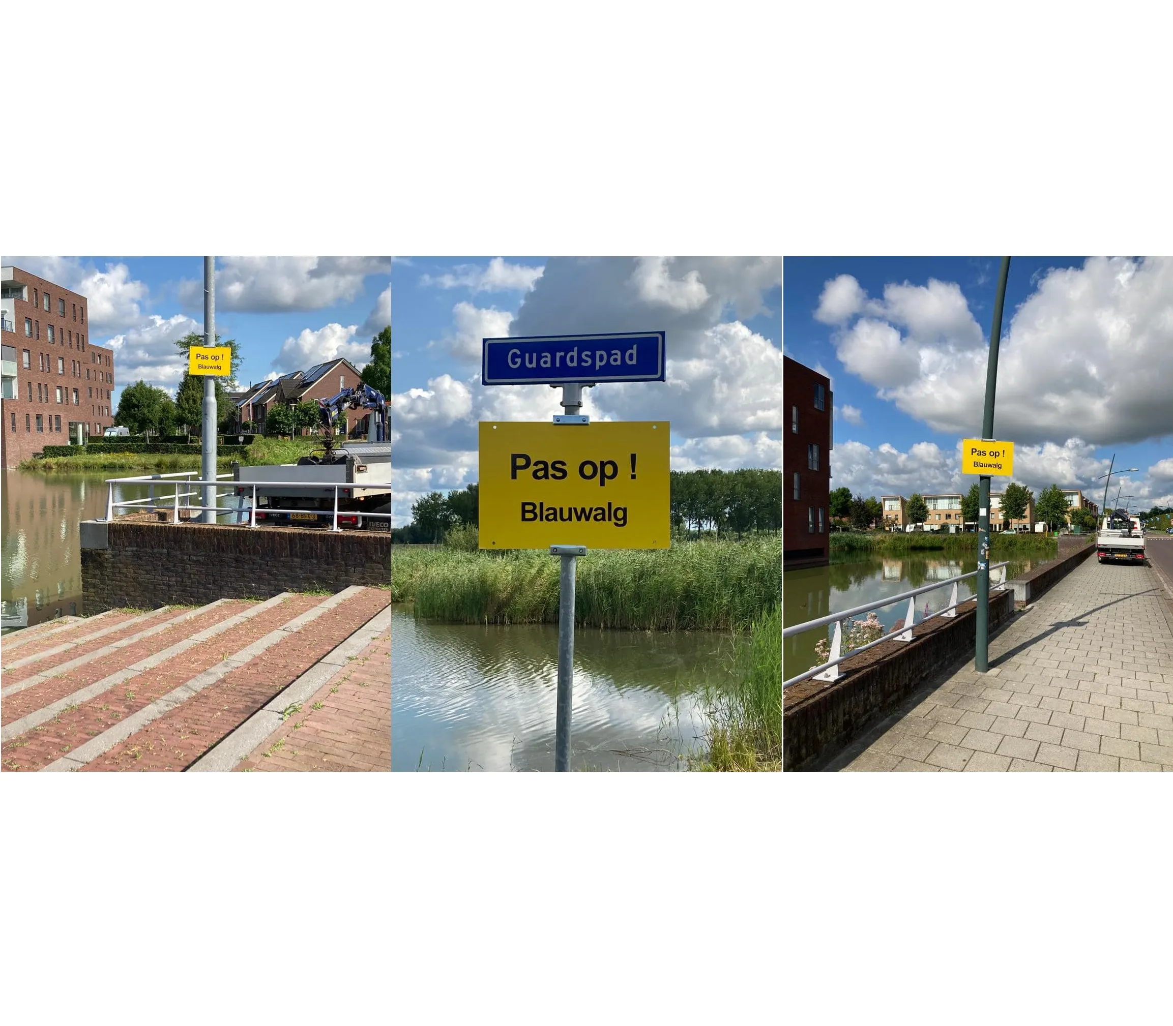 blauwalg