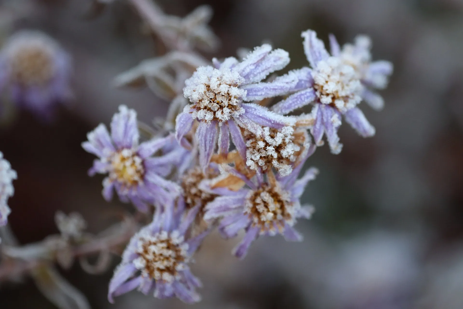 bloem winter rollstein pixabay