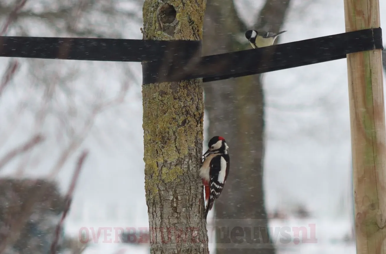 bonte specht koolmeeskl