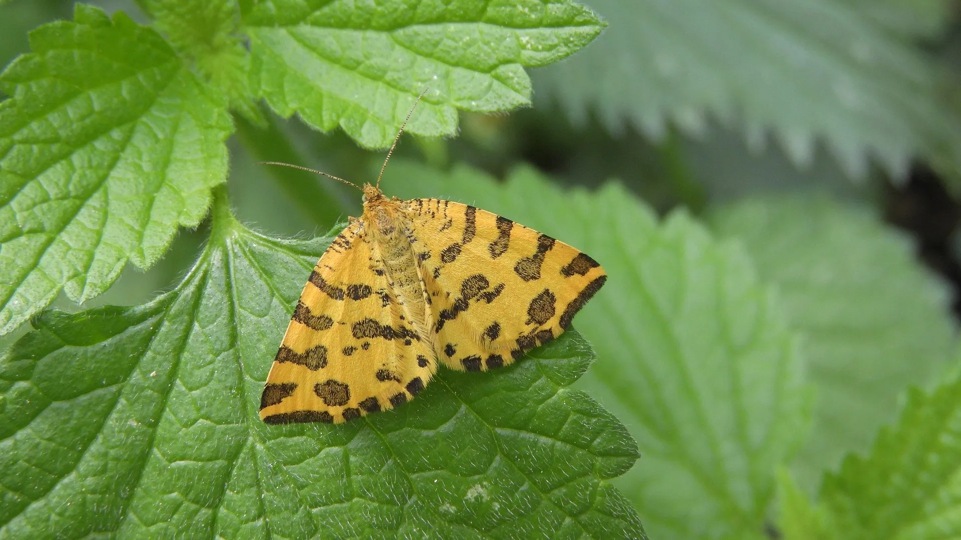 boterbloempje marketa machova pixabay