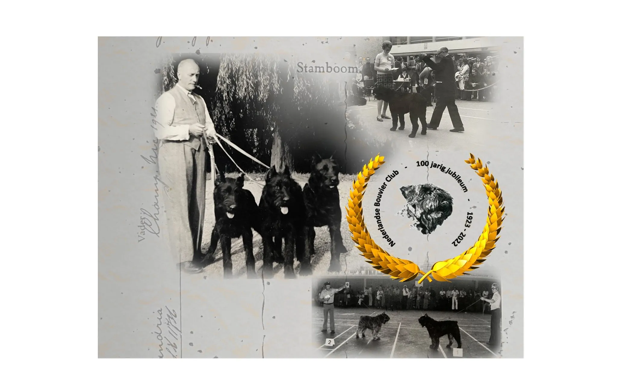 bouvier des flandres