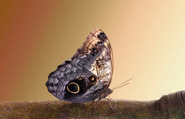 butterfly g119a27587 640