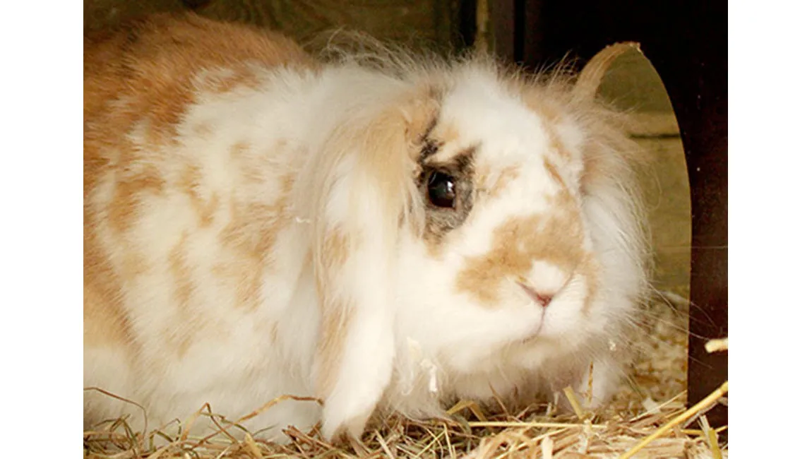 casper dierentehuis arnhem en omstreken