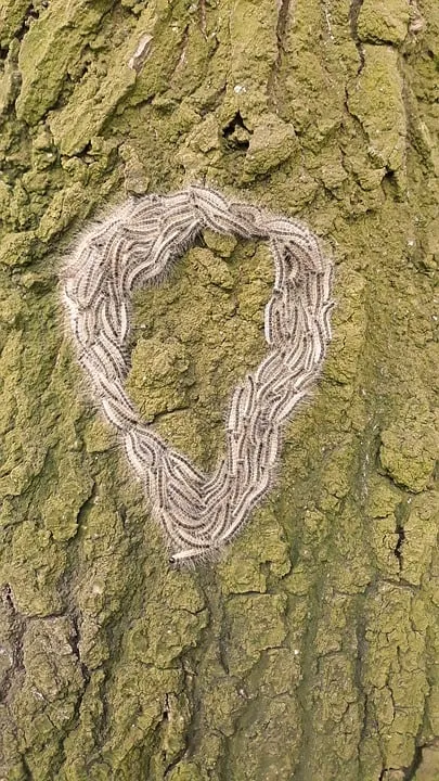 de eikenprocessierups1