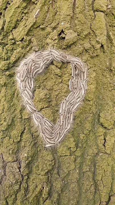 de eikenprocessierups1