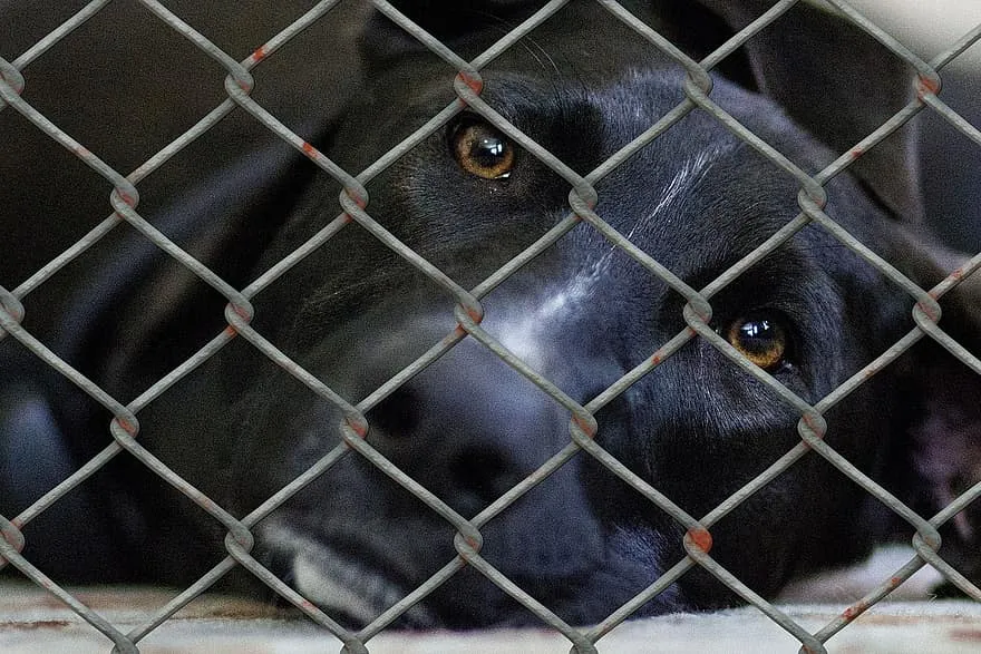 dog animal shelter animal husbandry animal world fence wire mesh fence caught exposed cruelty to animals