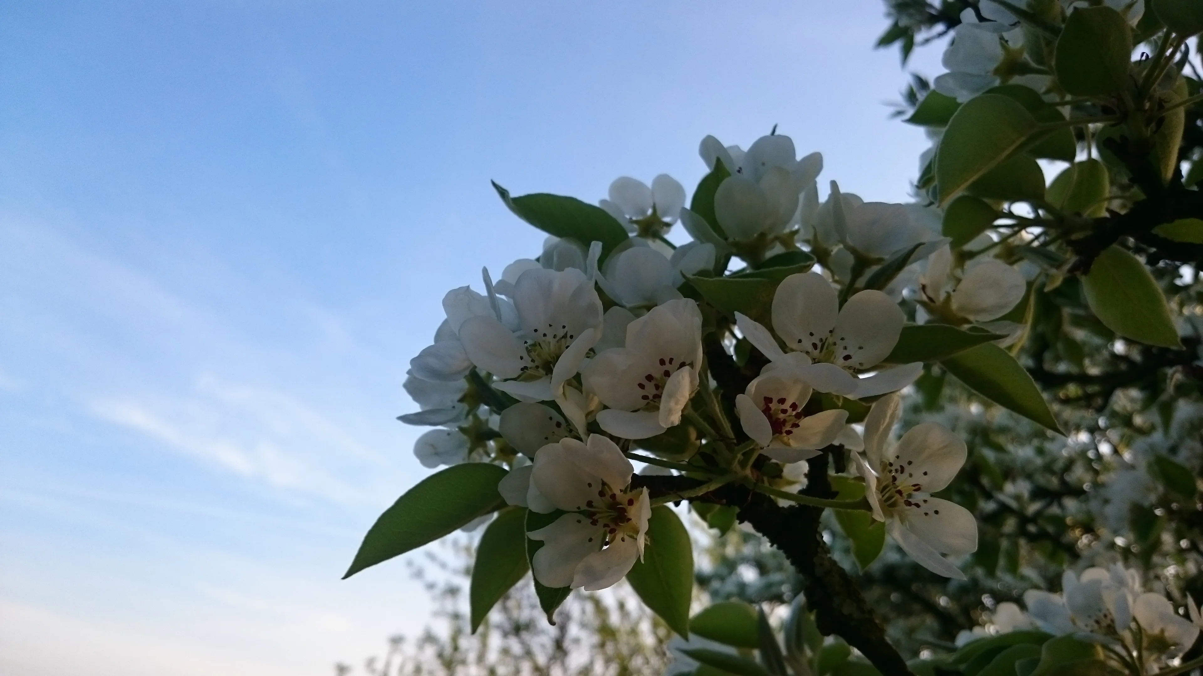 dsc 0003 12
