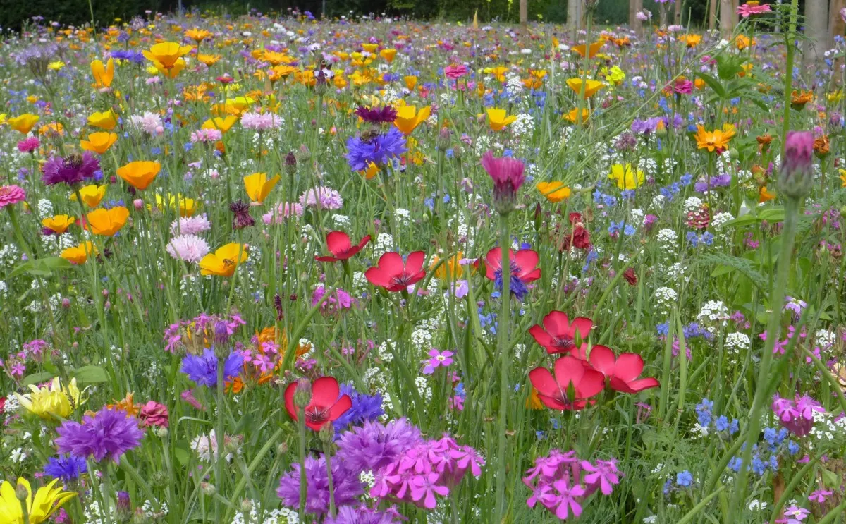 flower meadow farbenpracht summer summer flowers color nature beauty flowers 1120565jpgd