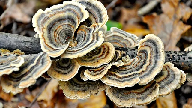 forest 621652 640