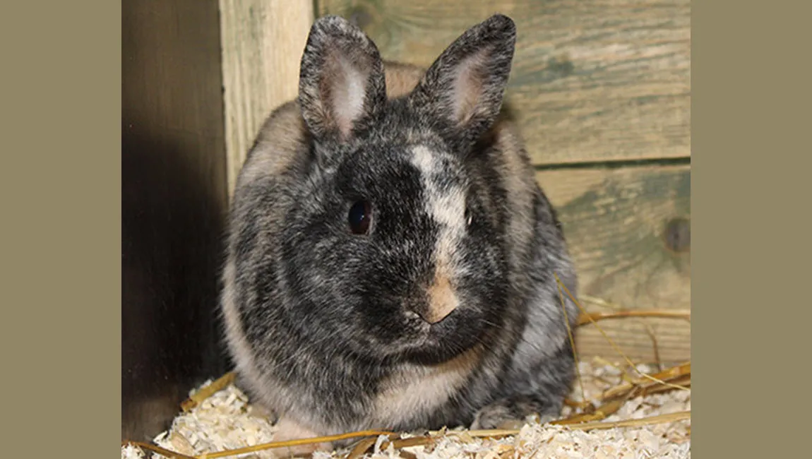frogger dierentehuis arnhem en omstreken