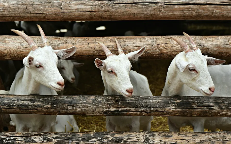 geiten mabelamber pixabay