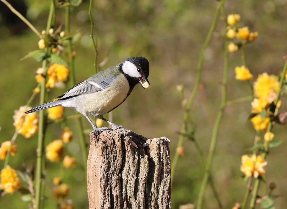 great tit garden birds feeding bird garden great nature tit 1042229jpgd