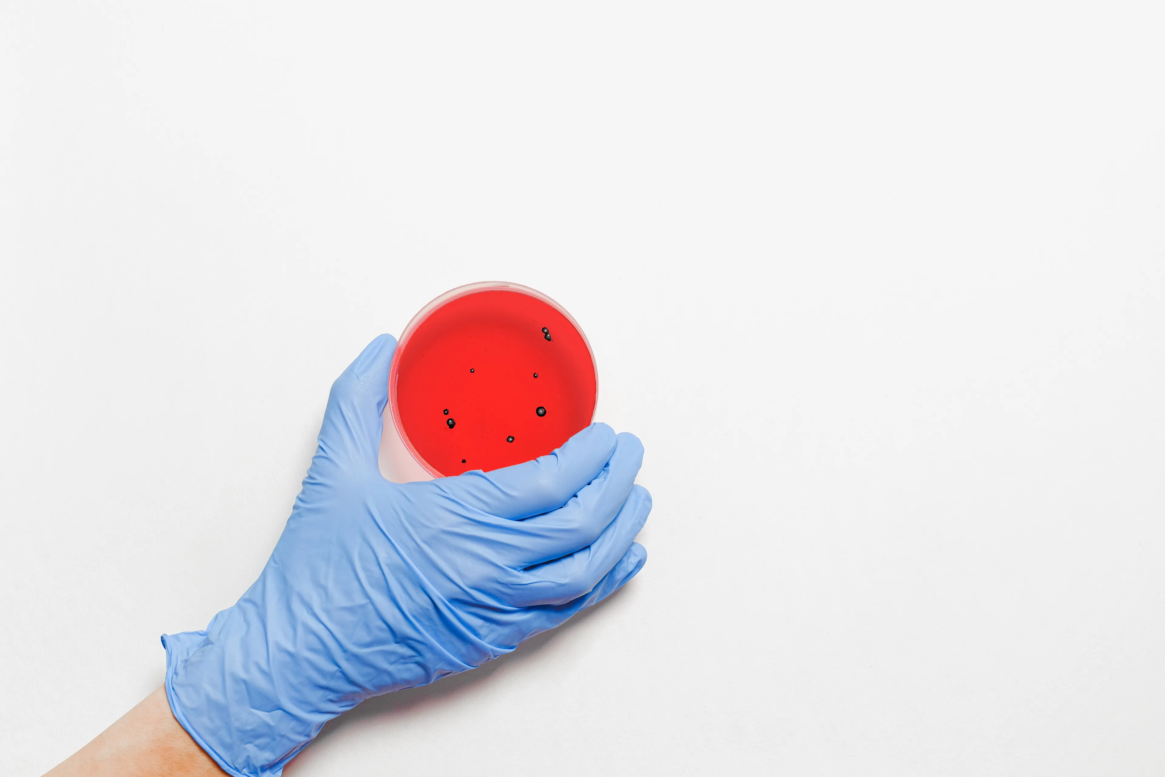 hand holding petri dish 3786245