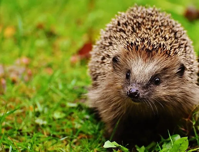 hedgehog child 1759505 640
