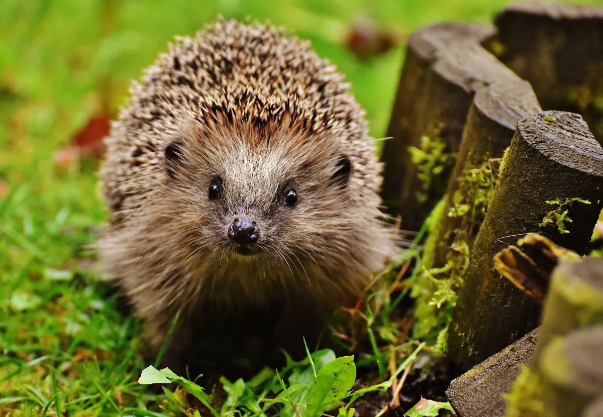 hedgehog child young hedgehog hedgehog animal spur nature garden mammal 399267jpgd