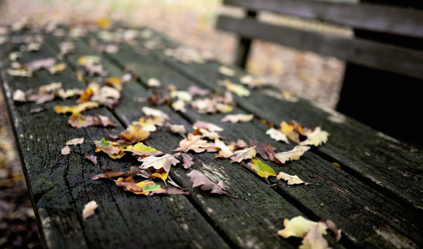 herfstbladeren congerdesign pixabay