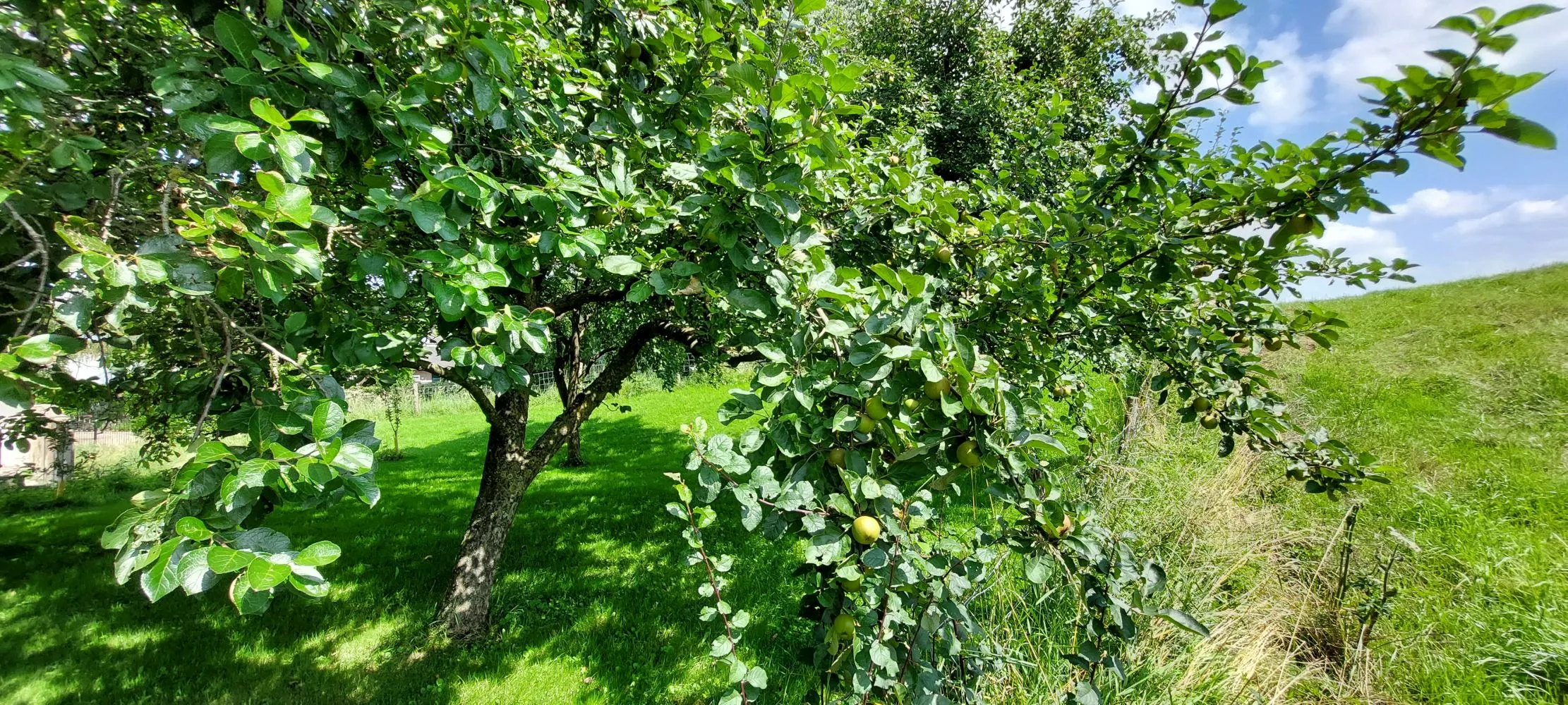 hoogstamfruitbomen