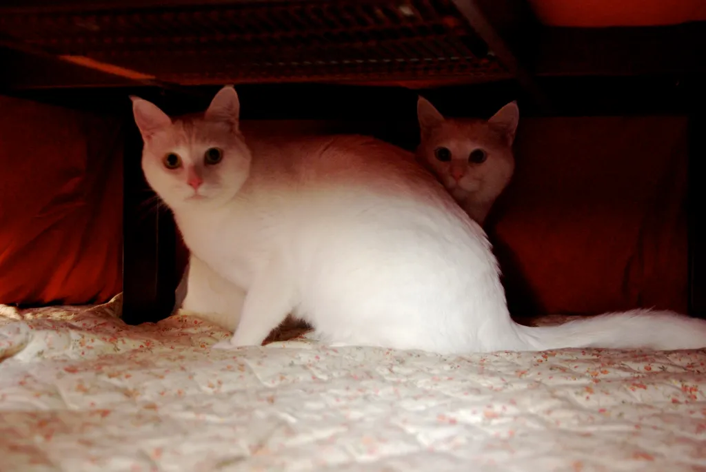 katten onder bed pelican flickr