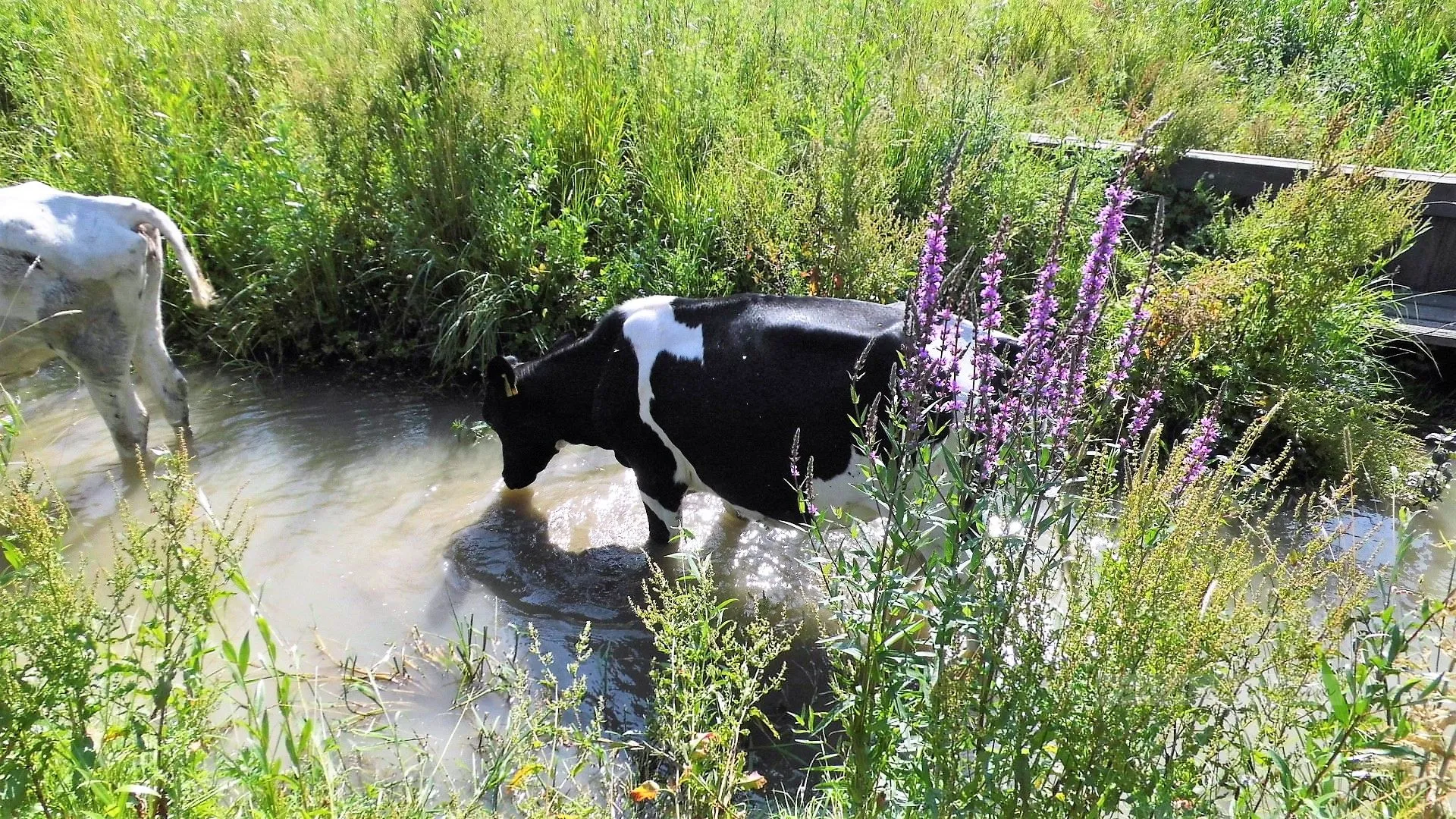 koeien jufferswaard dm van hellesem 5