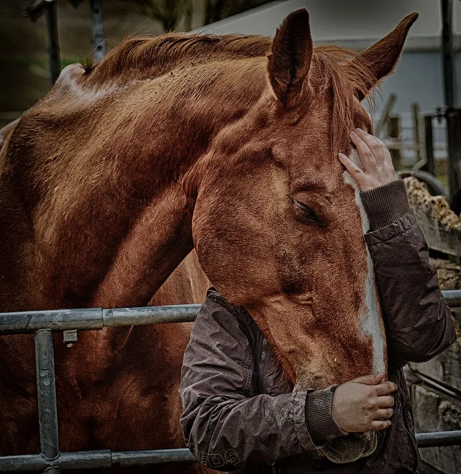 love for animals friendship horse love connectedness