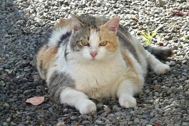 lucky cat ga397957b9 640