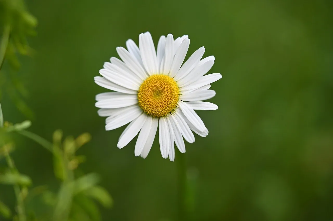madeliefje mariya m pixabay