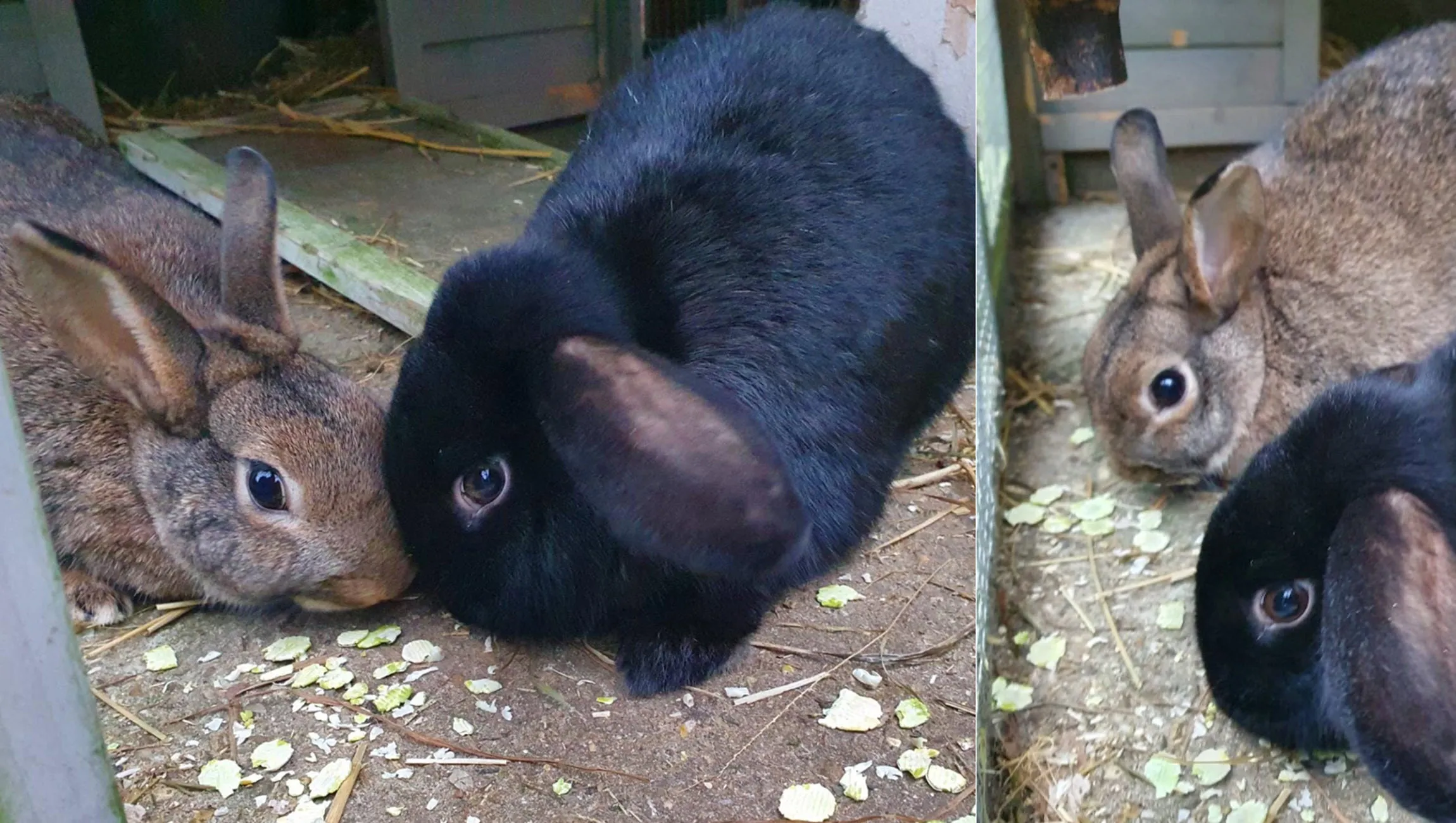 mamsi denzel dierentehuis arnhem en omstreken
