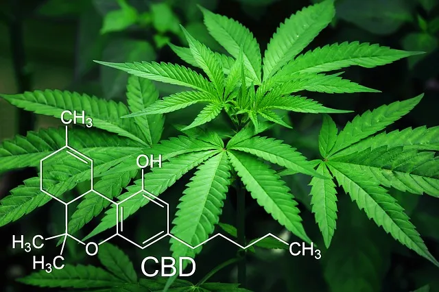 marijuana 3678222 640
