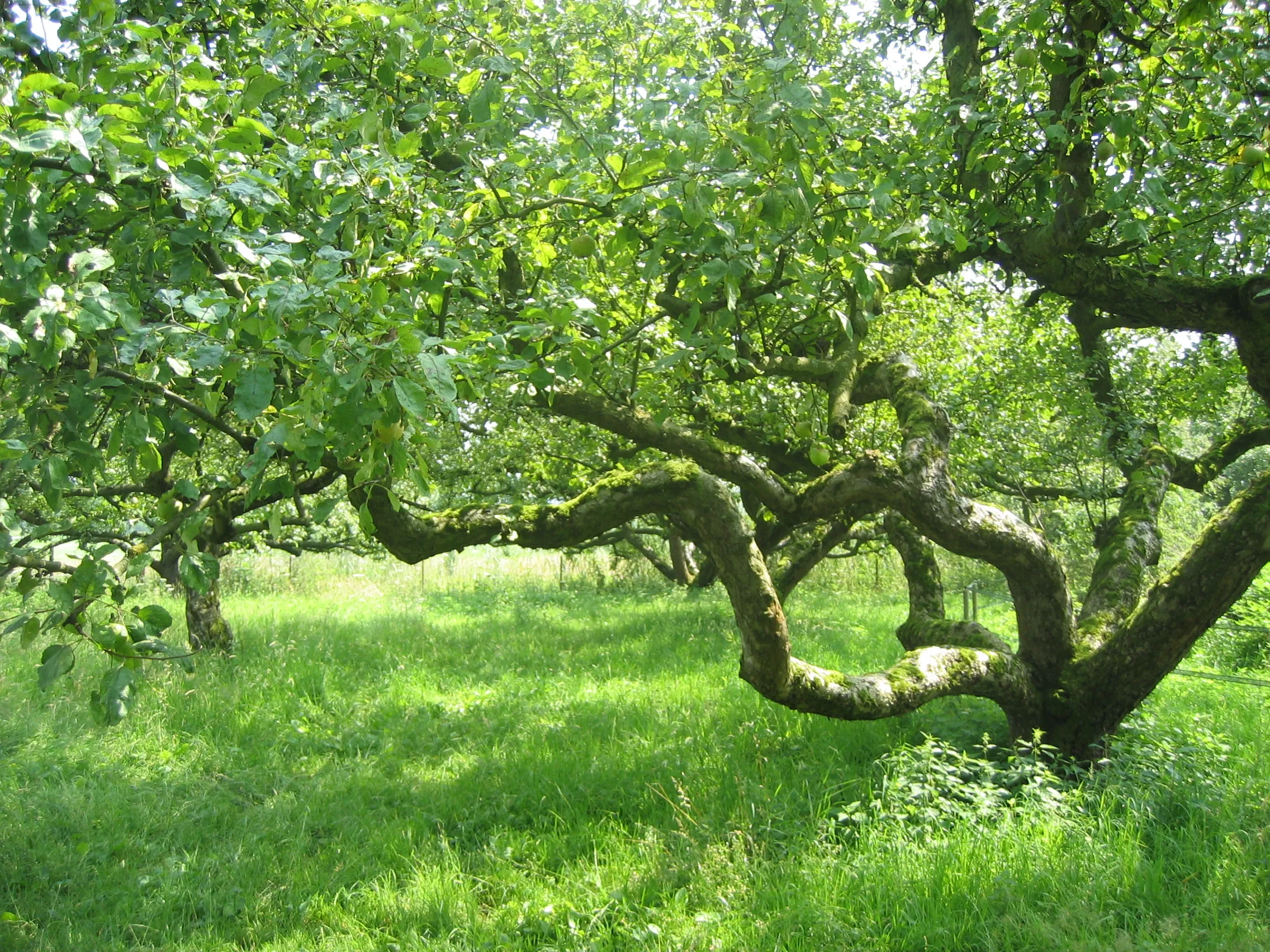 oude appelboom
