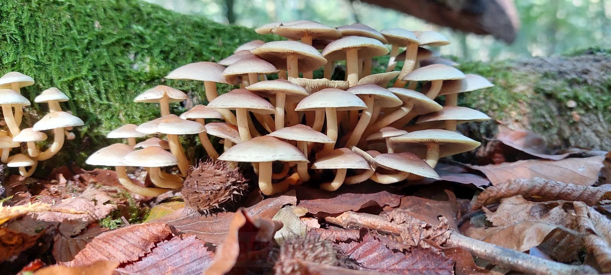 paddenstoelen