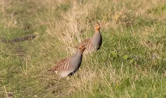 partridge gb7445219f 640