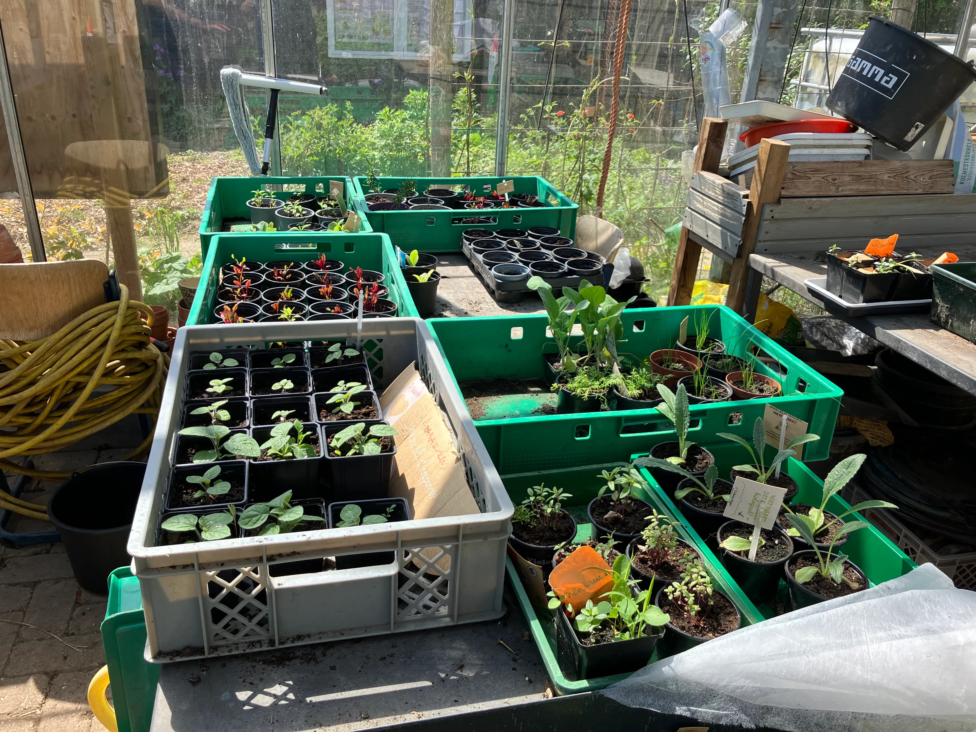 plantjes voor de plantjesmarkt
