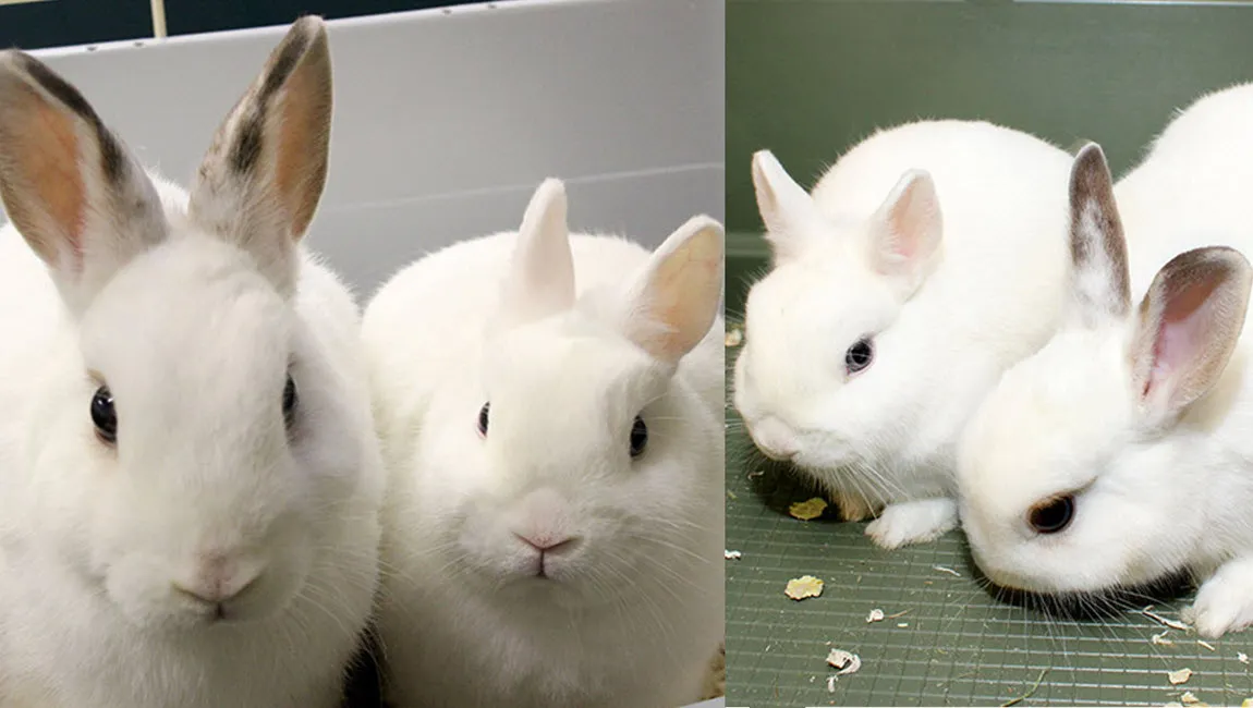 pretzel munt dierentehuis arnhem en omstreken1