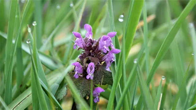 purple archangel ge9800e6f5 640