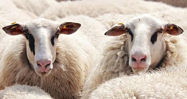 sheep g146502ed7 640