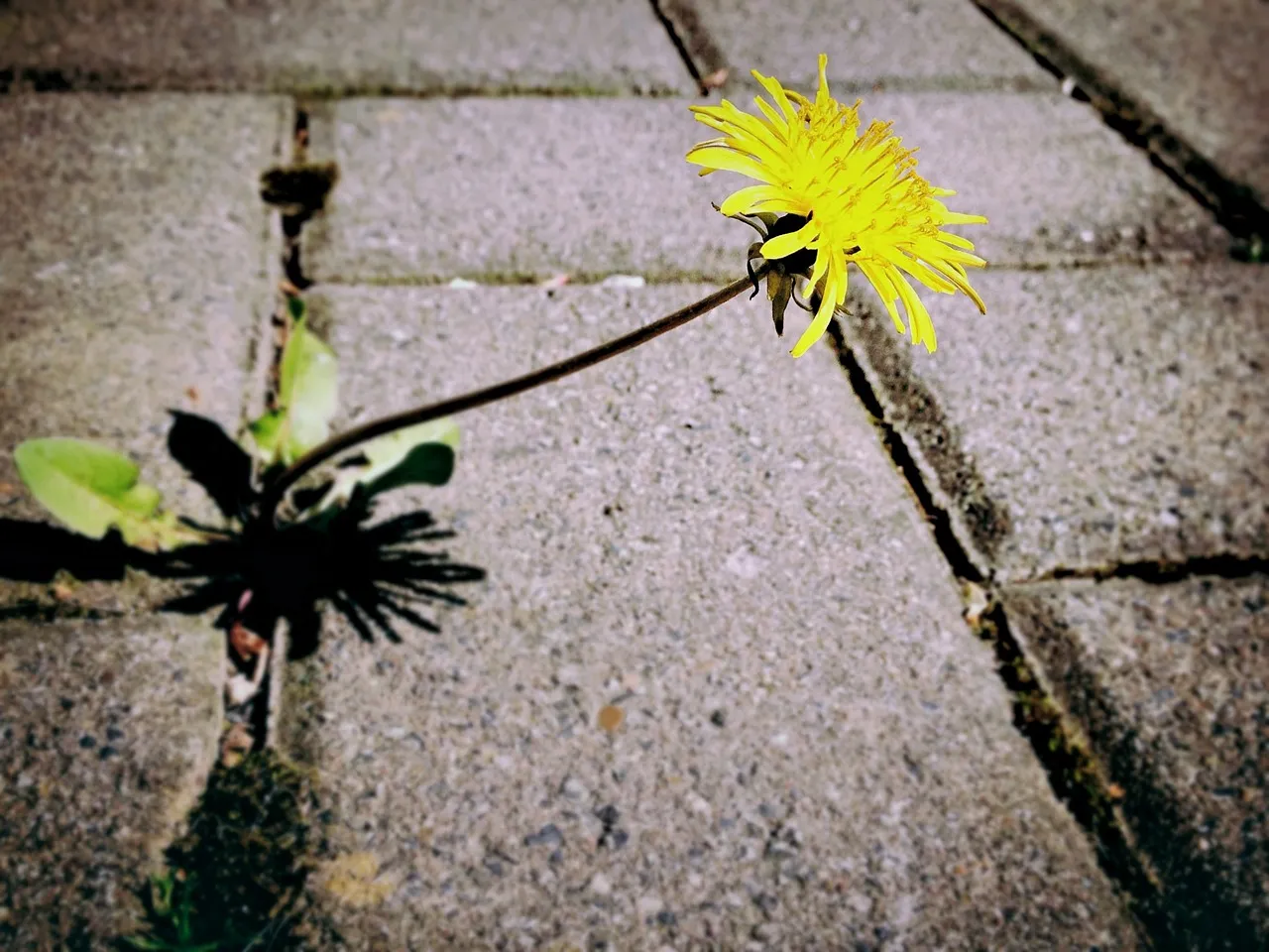 straat paardenbloem distelics pixabay