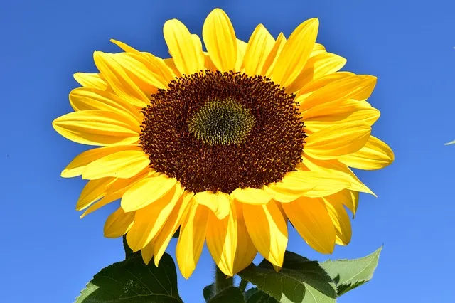 sunflower 1627179 640