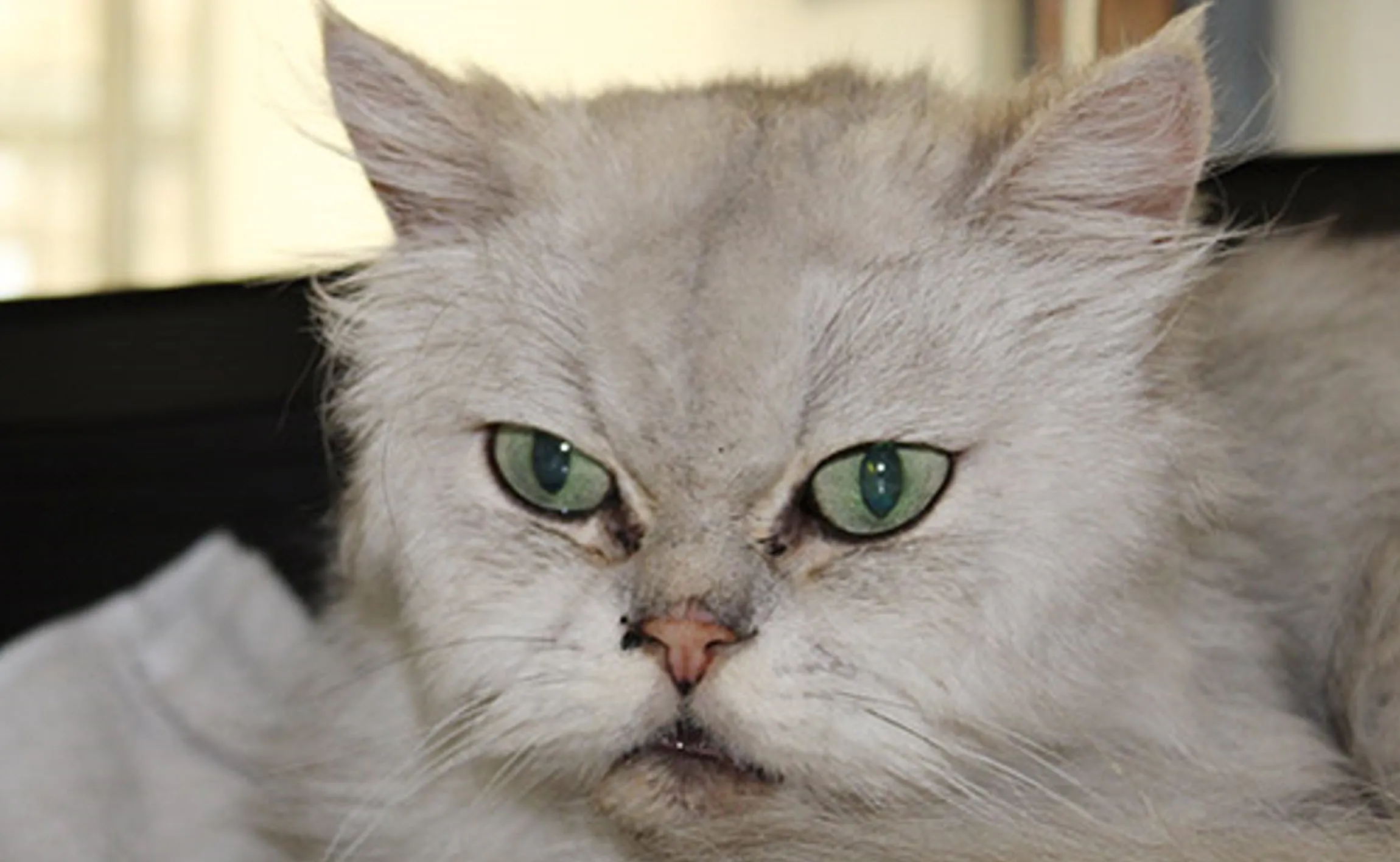 taz dierentehuis arnhem en omstreken