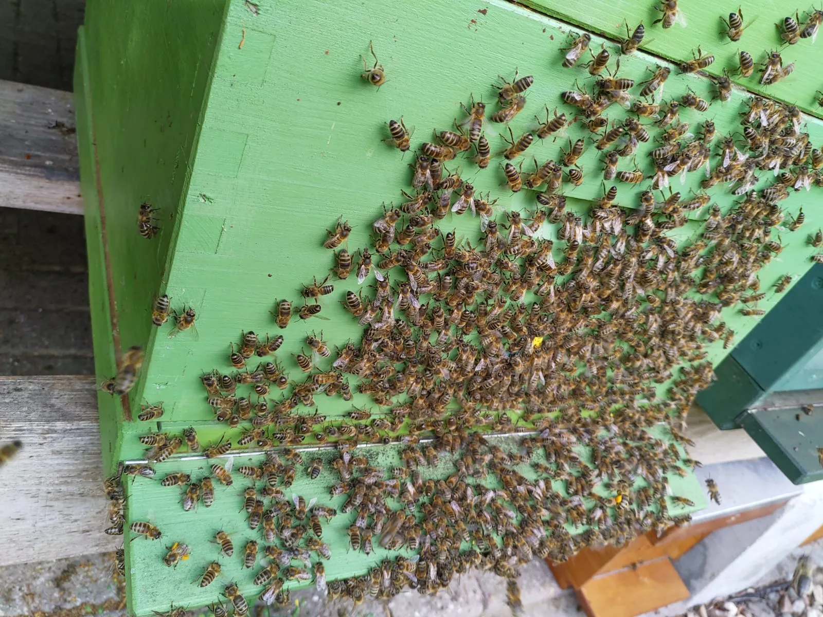 whatsapp image 2020 06 19 at 194346