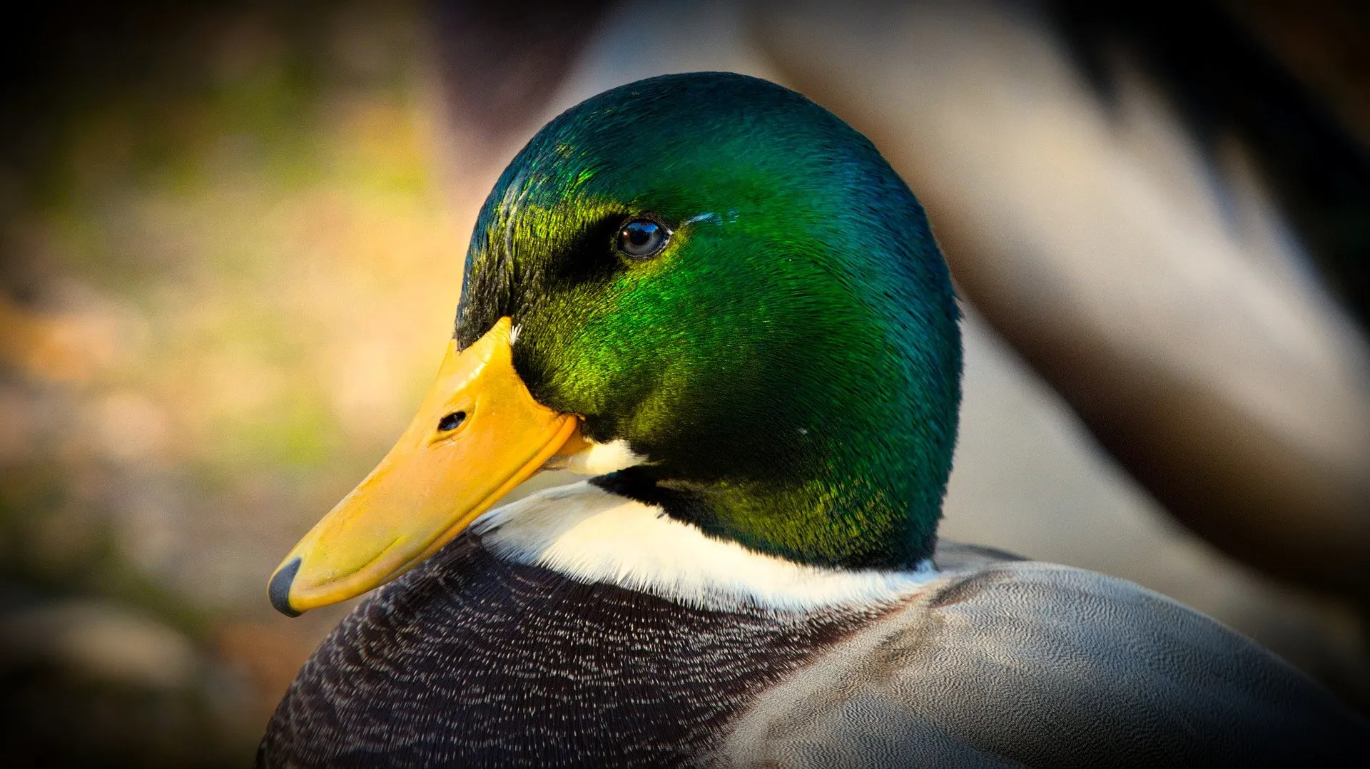 wilde eend 9883074 pixabay