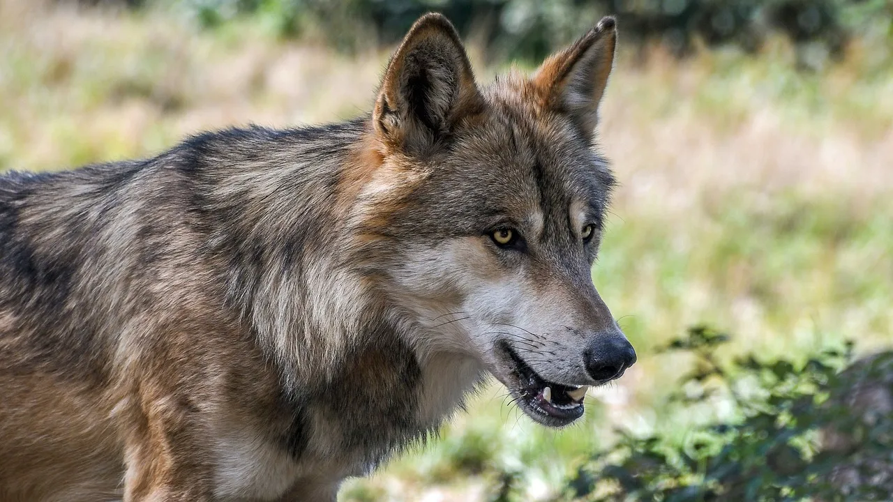 wolf 2 christels pixabay