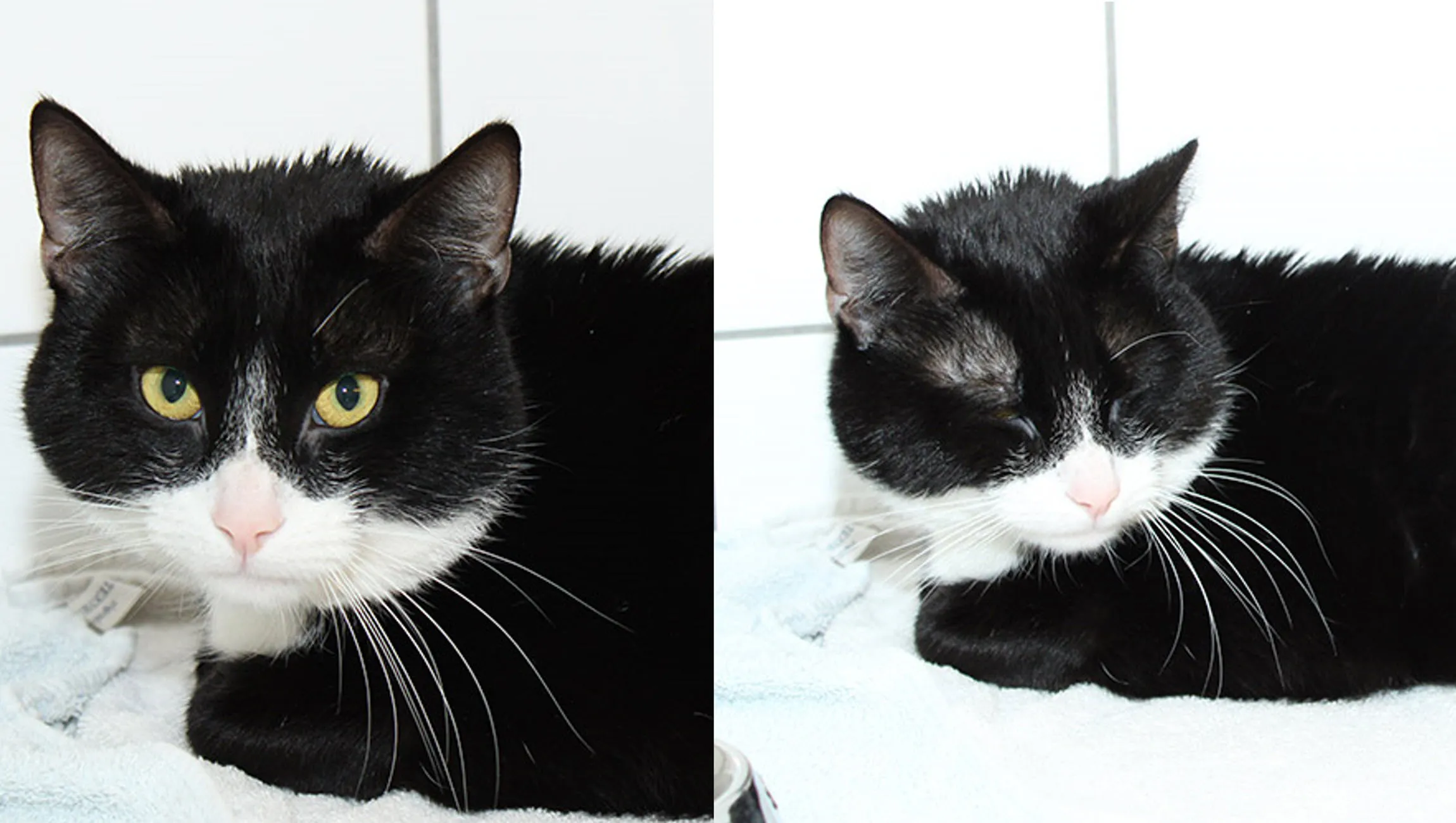 zorro dierentehuis arnhem en omstreken