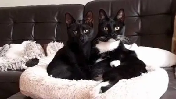 schermafbeelding 2024 10 28 091323