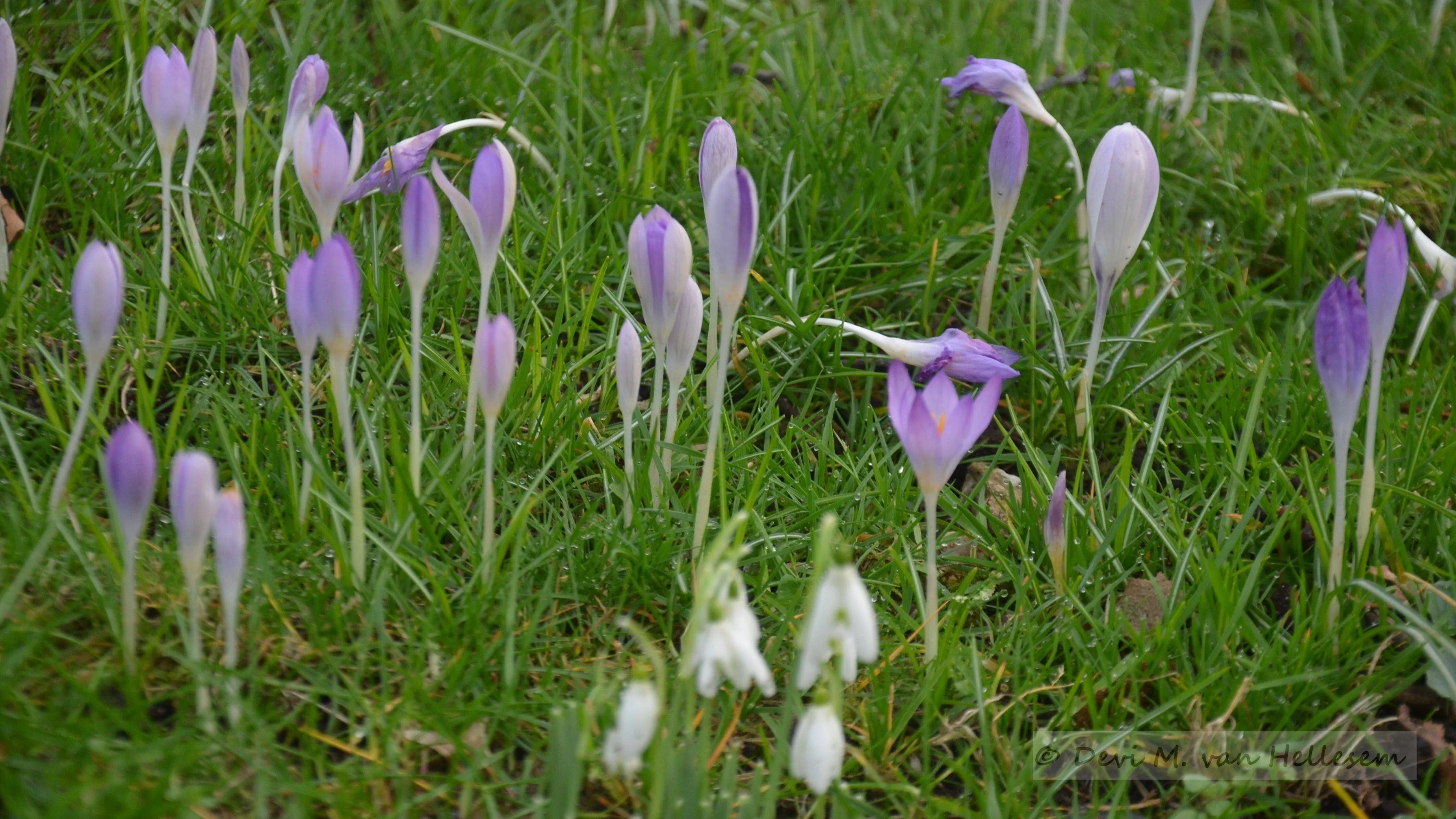 voorjaar februari 2024 heelsumrenkum 4