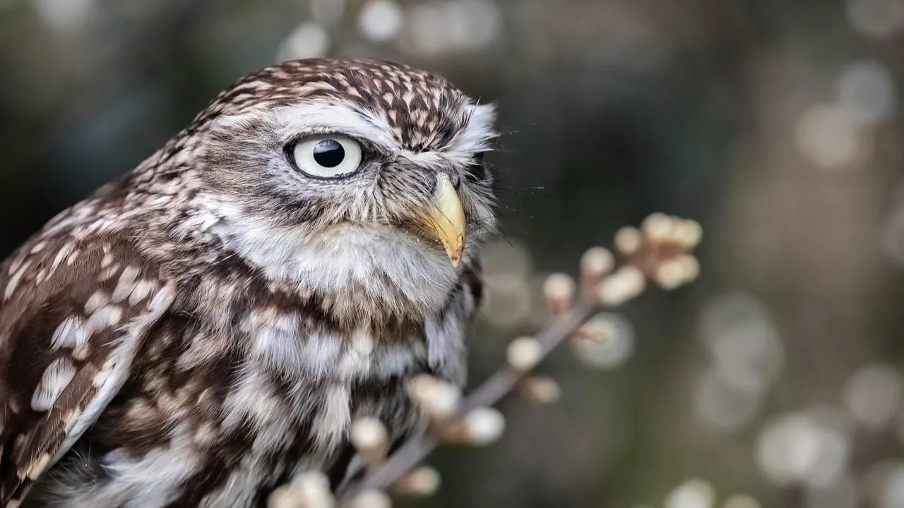 steenuil ebor pixabay