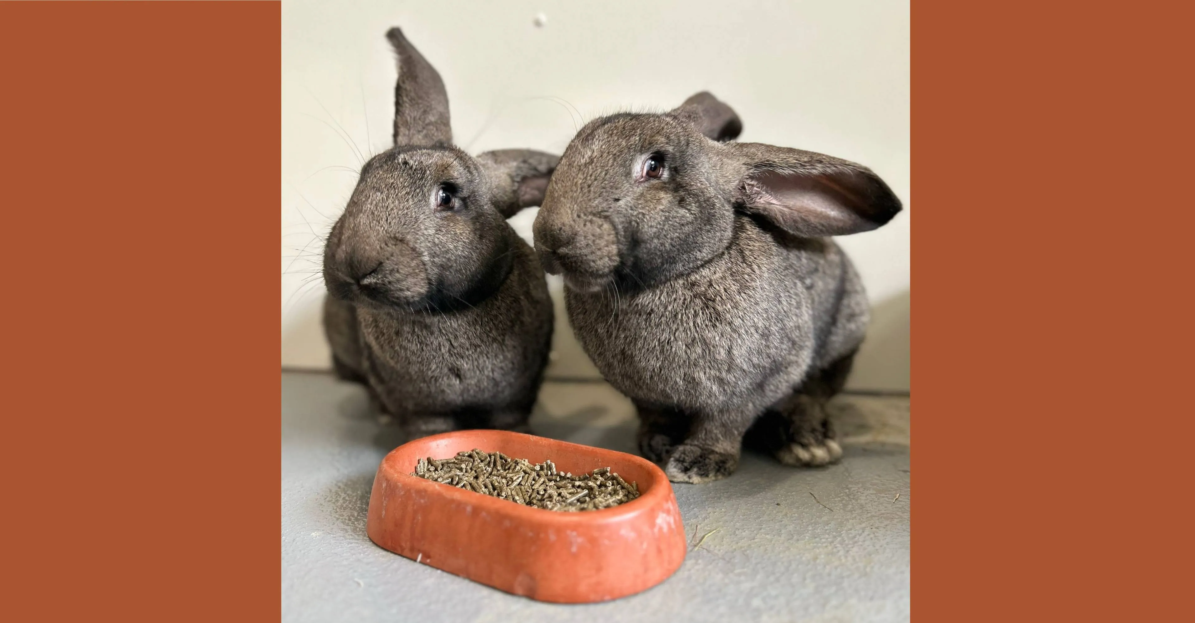 amber en fleur 3