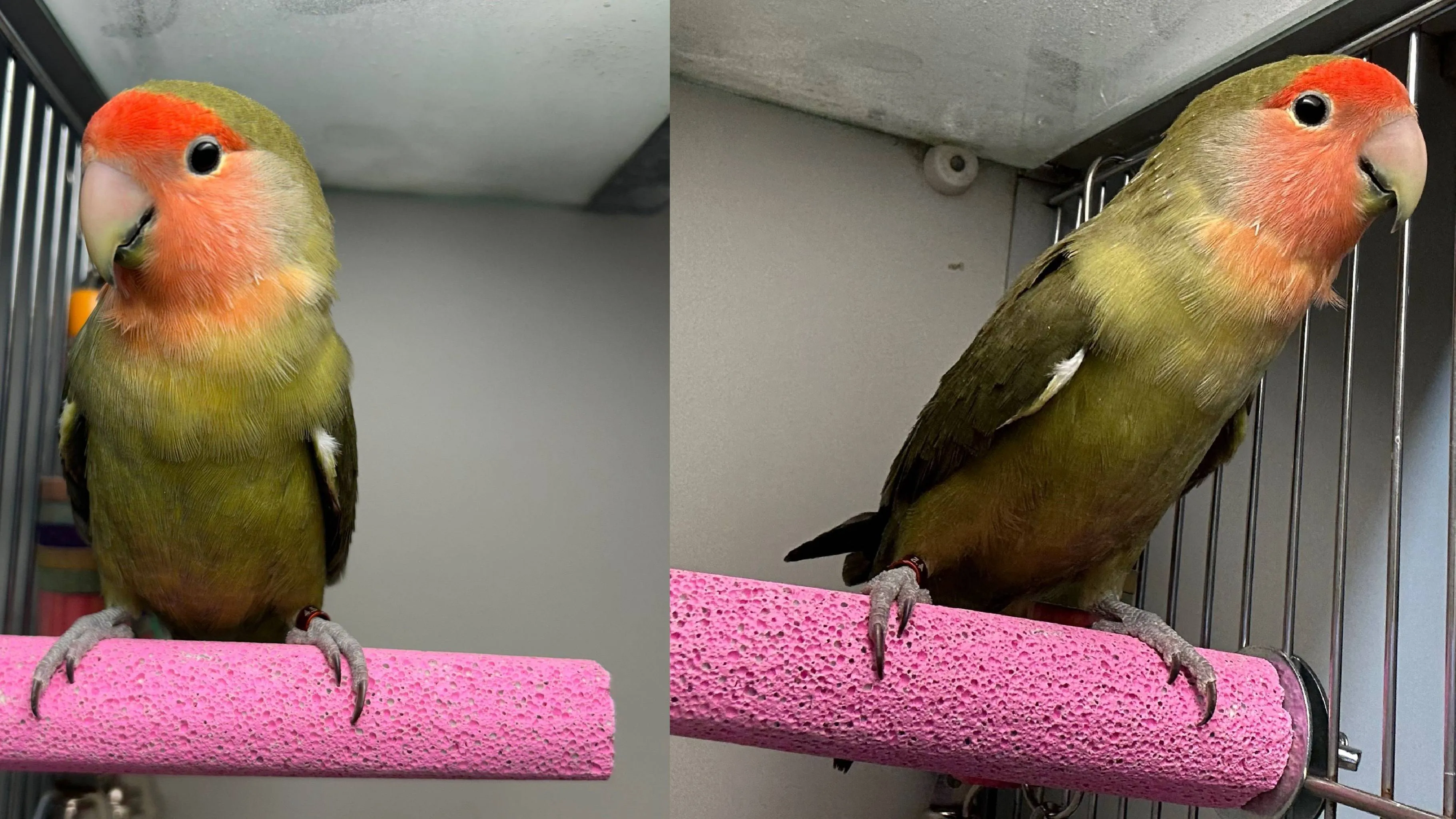 kiwi 20857 2