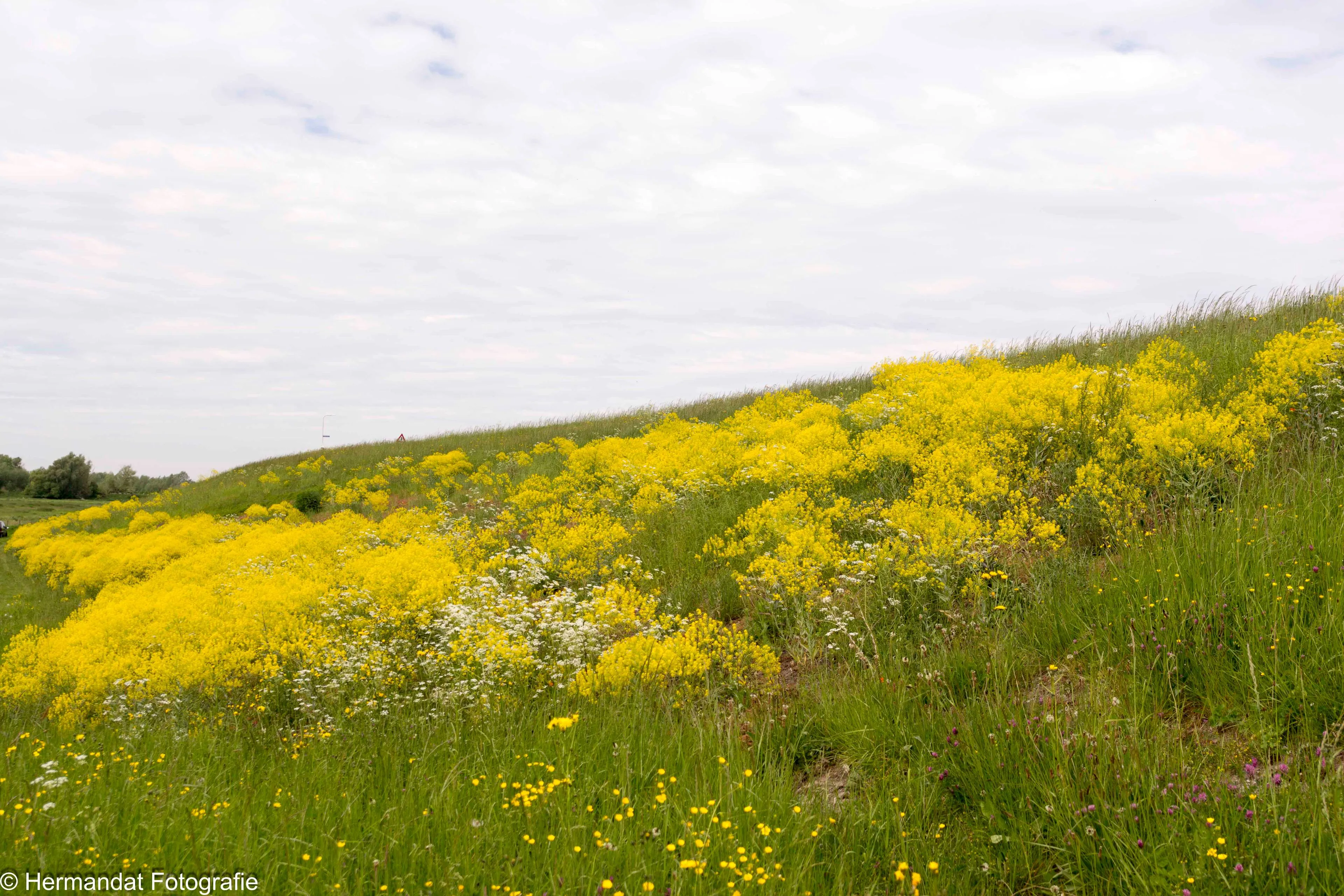 bloemenpracht langs de dijk